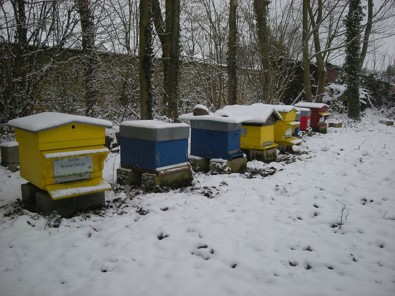 La ruche Brome Fierger